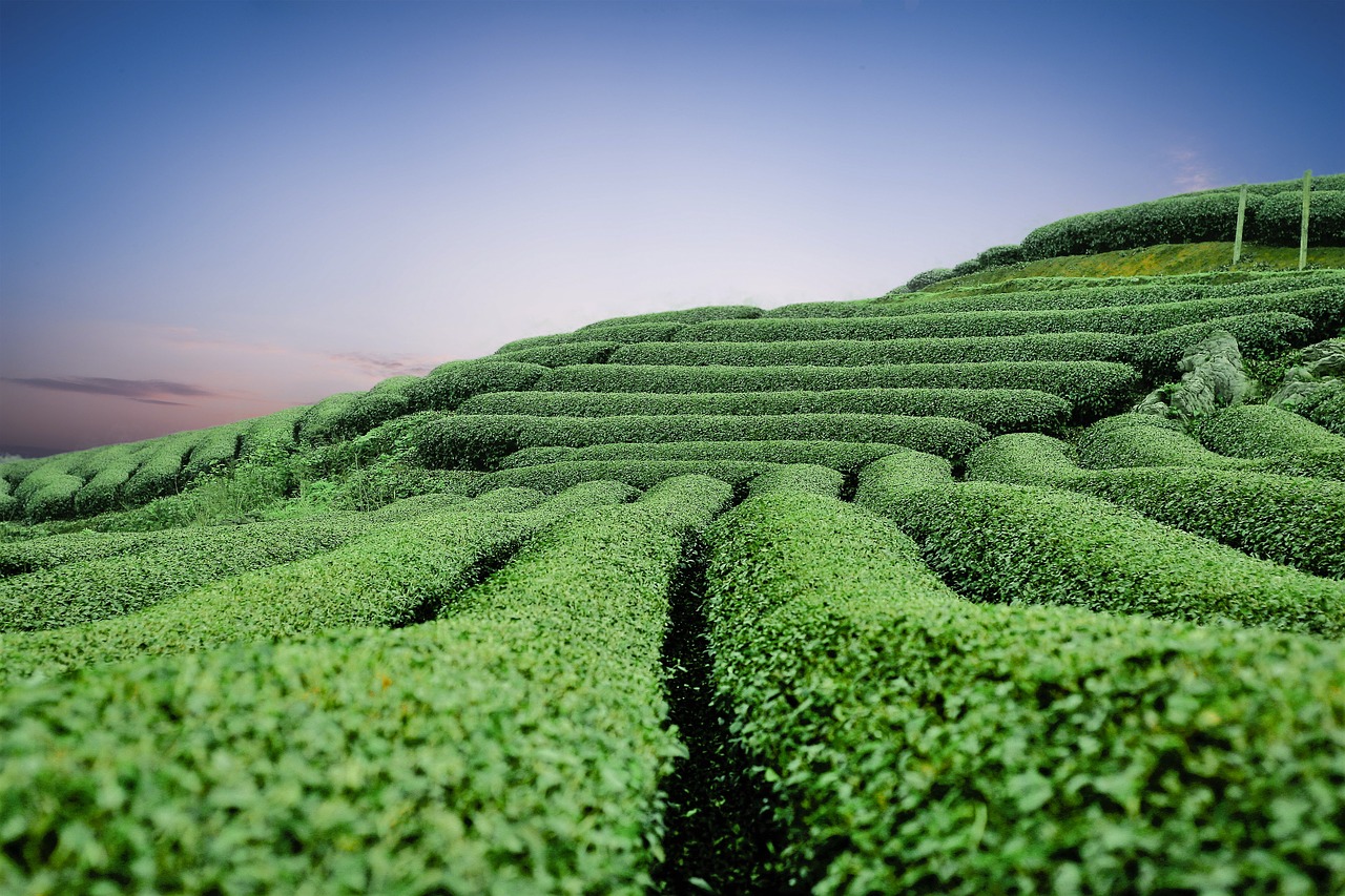A zöld tea 3 legfontosabb jótékony hatása