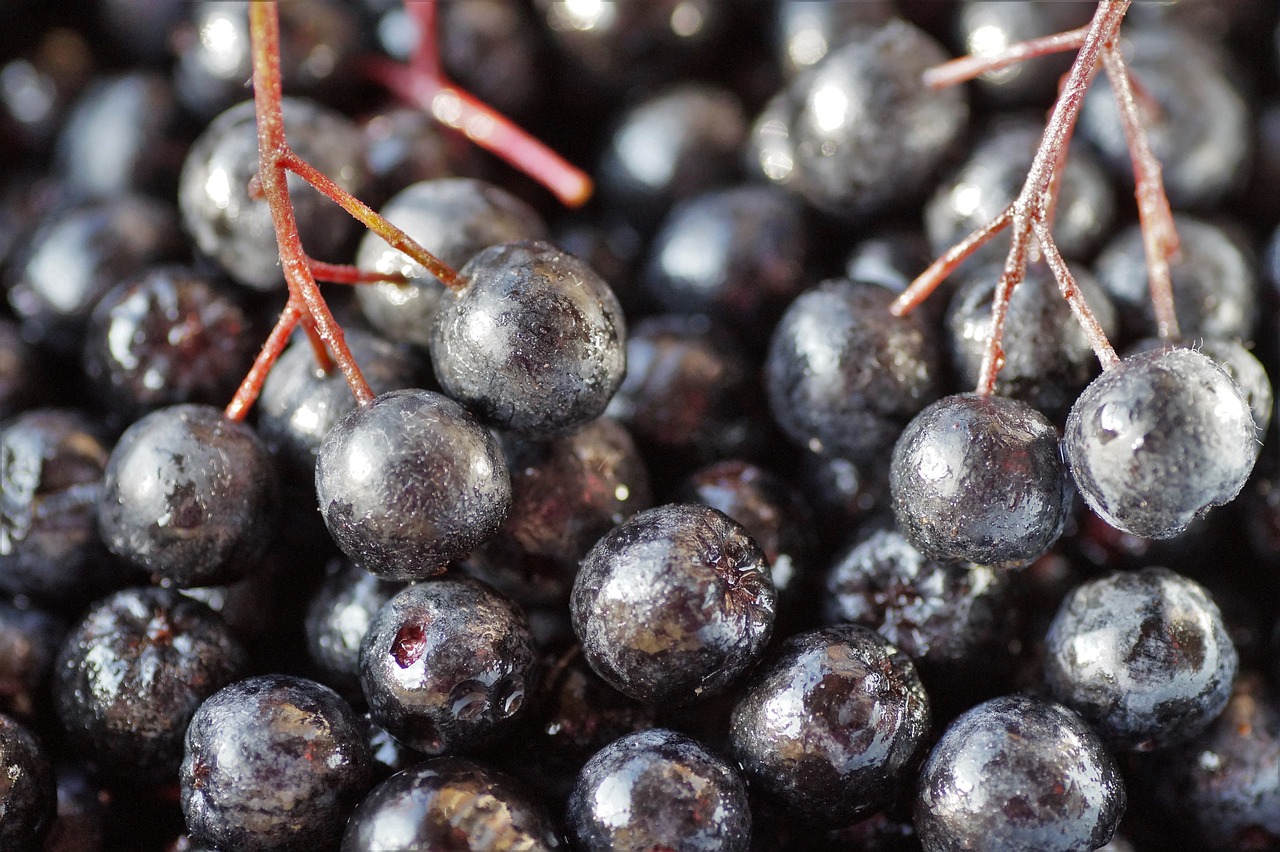 Fekete berkenye és aronia