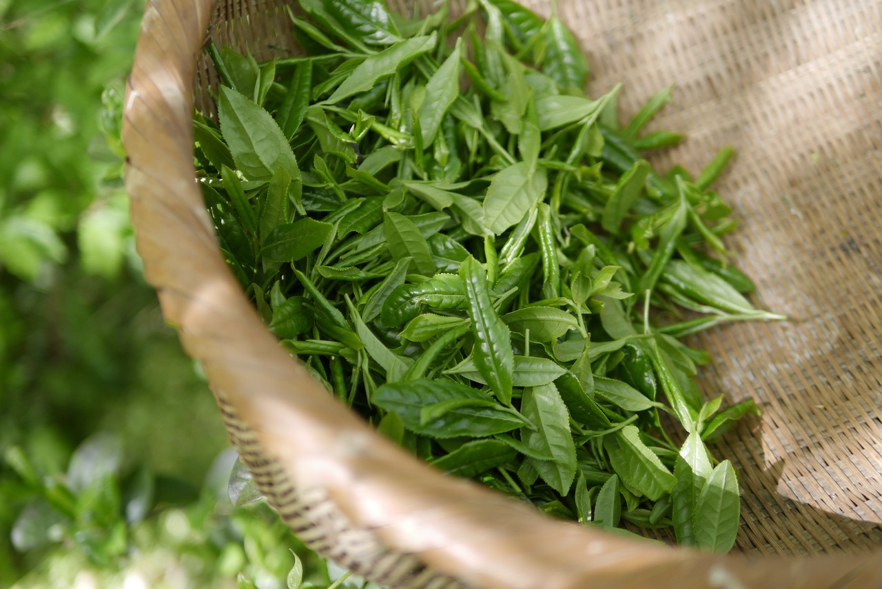 Zöld tea – a természet ajándéka